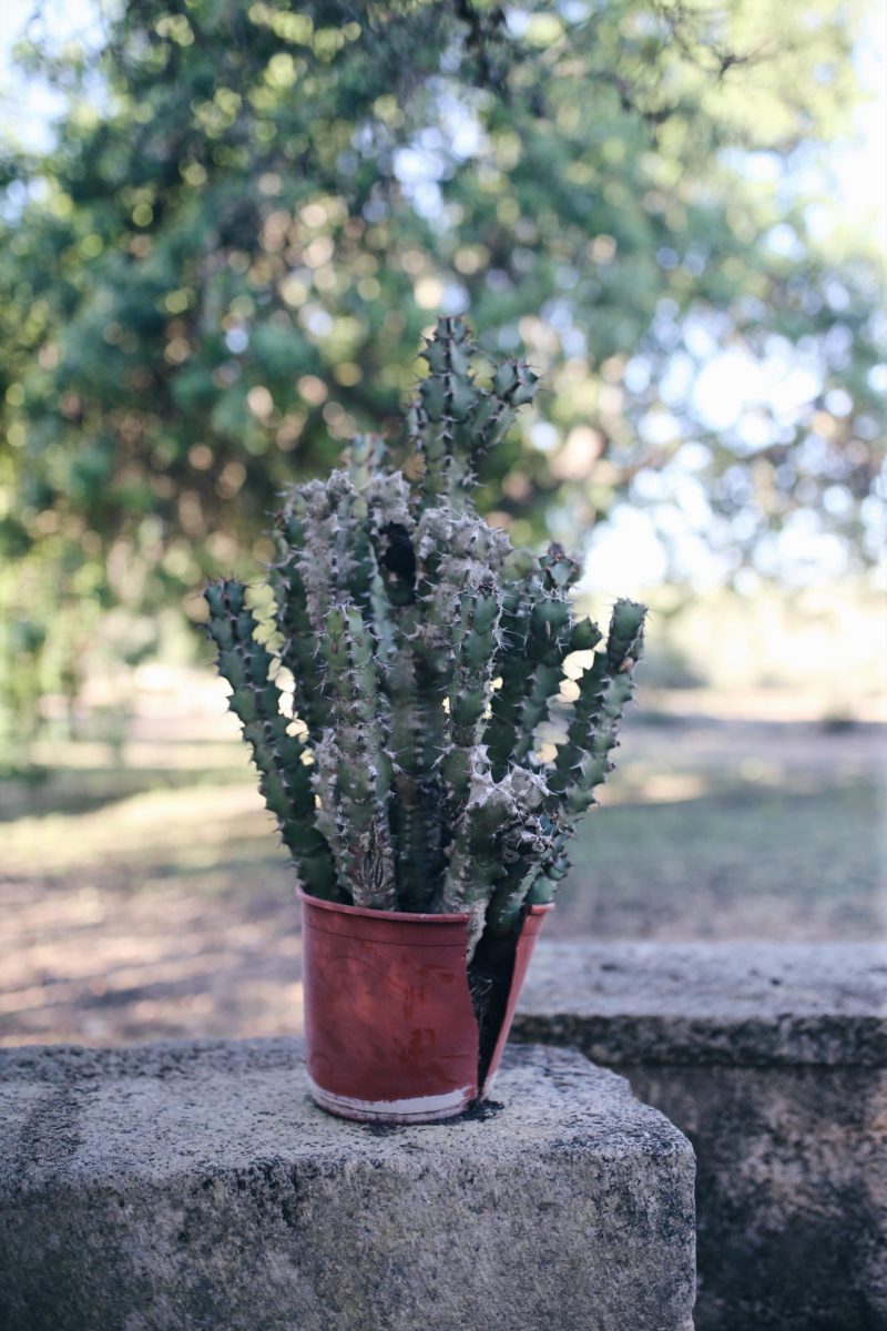 Mallorca, Du hast neue Fans! Finca Leben und Inseltips Teil 1 #Mallorca #Fincallorca #Reisenmitkindern #Malle #Mallorcatips | Pinspiration.de