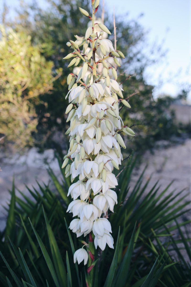 Mallorca, Du hast neue Fans! Finca Leben und Inseltips Teil 1 #Mallorca #Fincallorca #Reisenmitkindern #Malle #Mallorcatips | Pinspiration.de