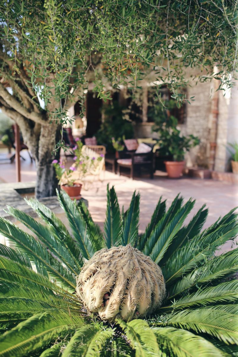 Mallorca, Du hast neue Fans! Finca Leben und Inseltips Teil 1 #Mallorca #Fincallorca #Reisenmitkindern #Malle #Mallorcatips | Pinspiration.de