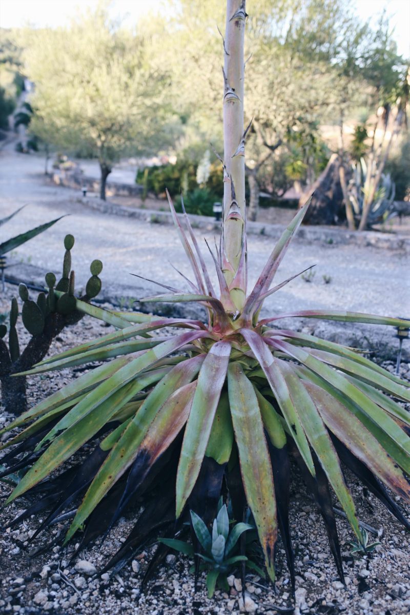 Mallorca, Du hast neue Fans! Finca Leben und Inseltips Teil 1 #Mallorca #Fincallorca #Reisenmitkindern #Malle #Mallorcatips | Pinspiration.de