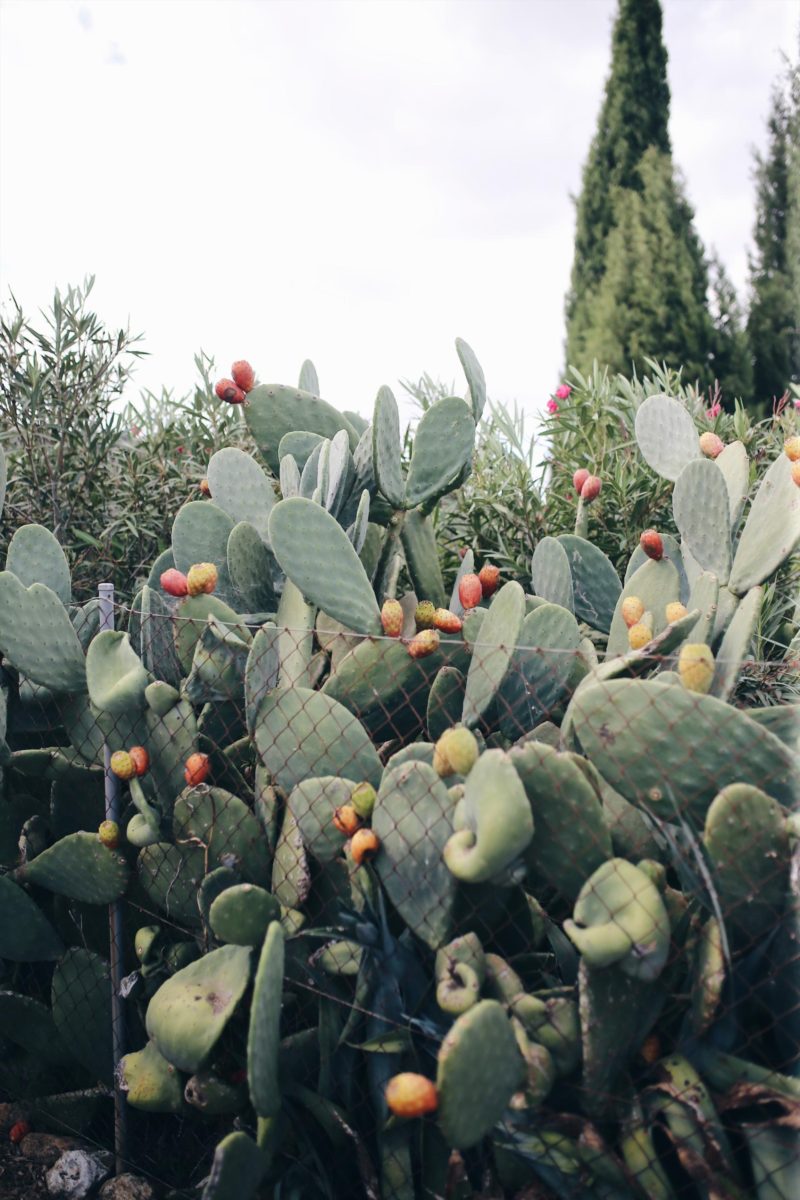 Mallorca, Du hast neue Fans! Finca Leben und Inseltips Teil 1 #Mallorca #Fincallorca #Reisenmitkindern #Malle #Mallorcatips | Pinspiration.de