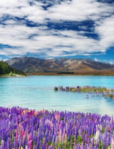 Lake Tekapo, Neuseeland