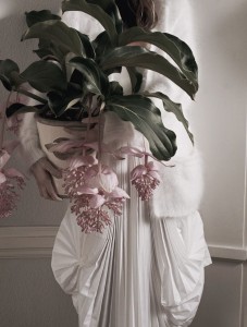 Pantone Color Of The Year 2016: Medinilla magnifica Pflanze