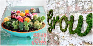 Urban Jungle Bloggers Mini Garten