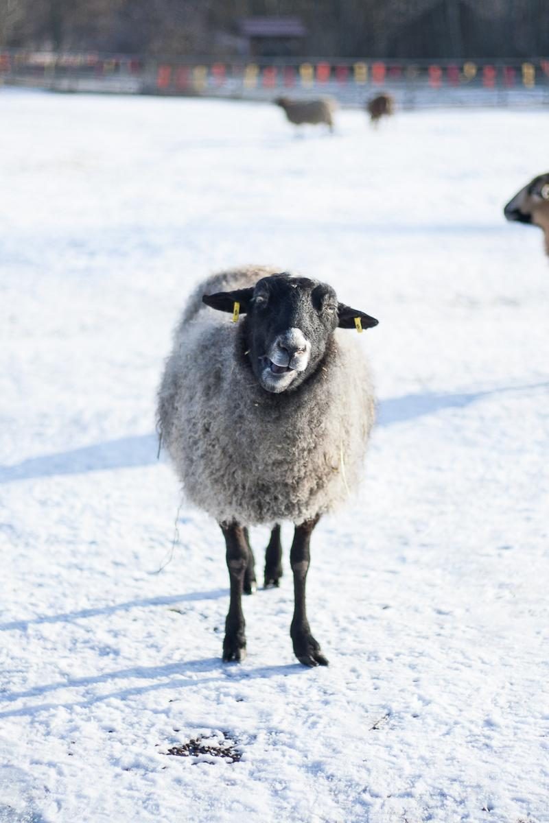 NaturParkZentrum am Wildgehege Glauer Tal Brandenburg Flaeming | Pinspiration